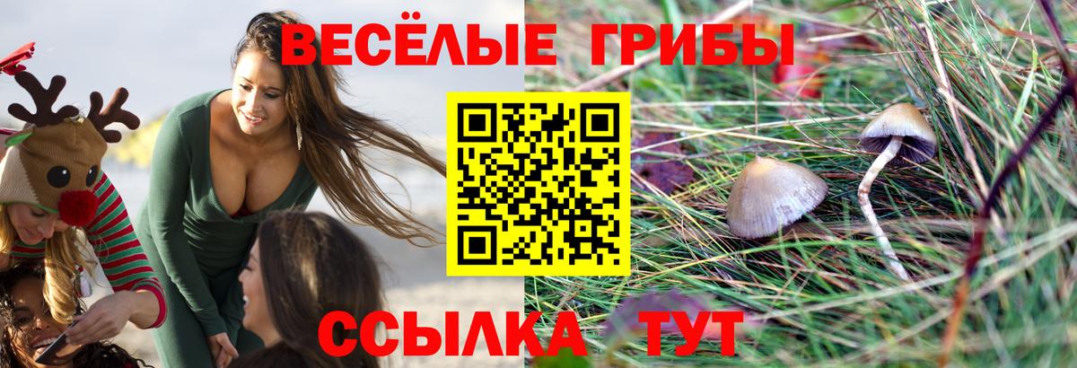 Кандалакша  Псилоцибиновые грибы прущие грибы  Вход с VPN 